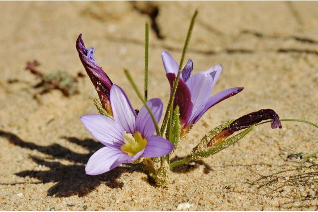 Wijnkleurige romulea