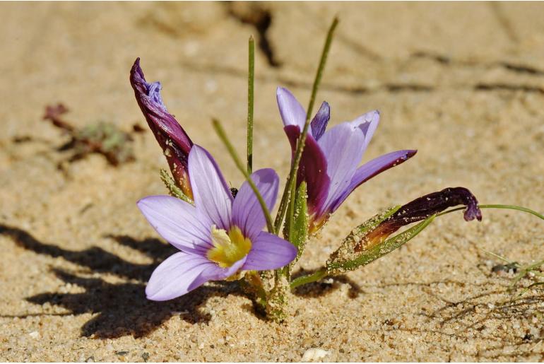 Romulea vinacea 9366