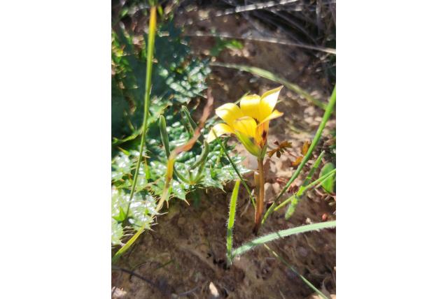 Groen-schutbladig romulea