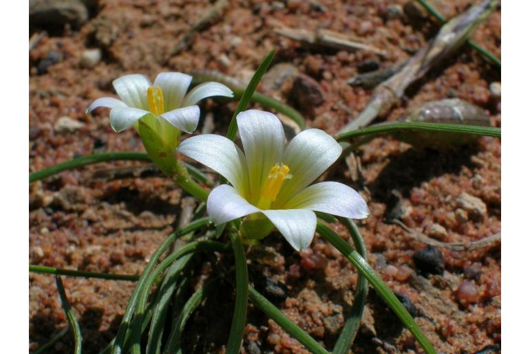 Romulea sinispinosensis 9370