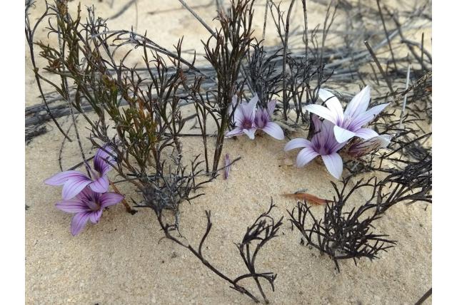 Lila-kleurige romulea