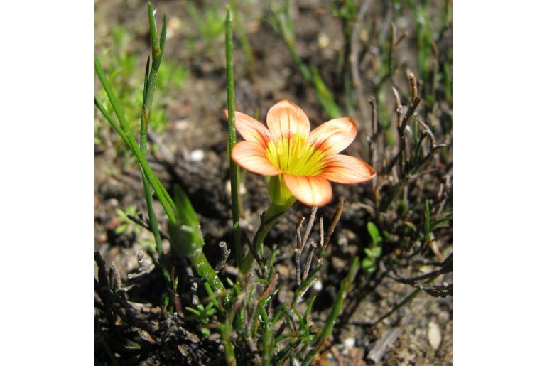 Romulea jugicola 9372