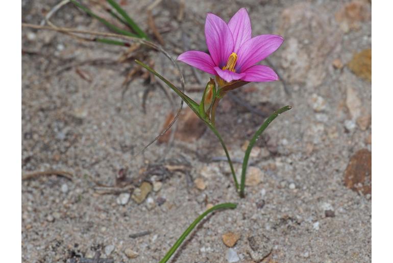 Romulea fibrosa 9373