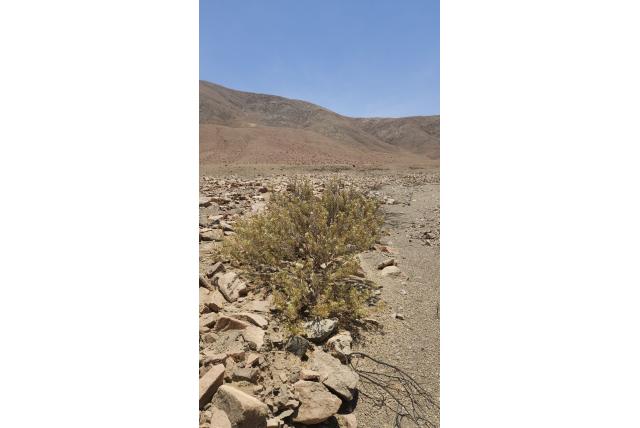 Chileense huidobria Chileense huidobria