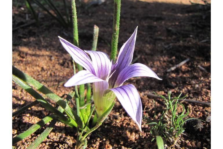 Romulea flexuosa 9377