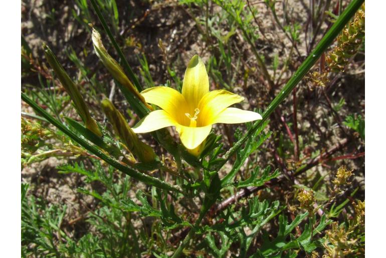 Romulea elliptica 9378