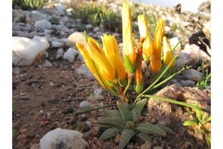 Romulea quartzicola 9380