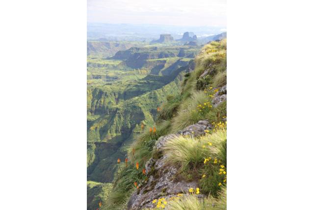Bladerrijke kalanchoe