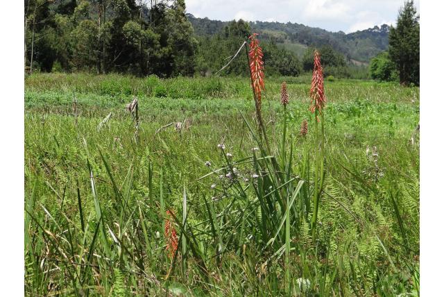 Goetze's fakkellelie