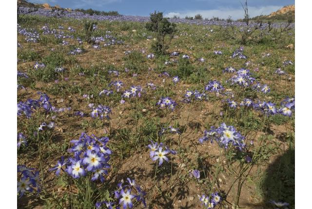 Coquimbo's Zonneglorie Coquimbo's Zonneglorie