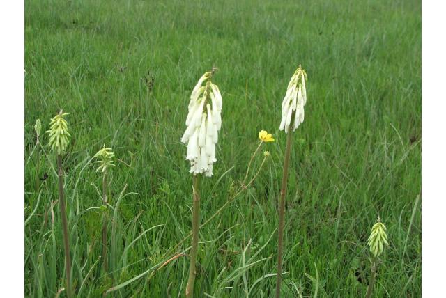 Opmerkelijke kalanchoe