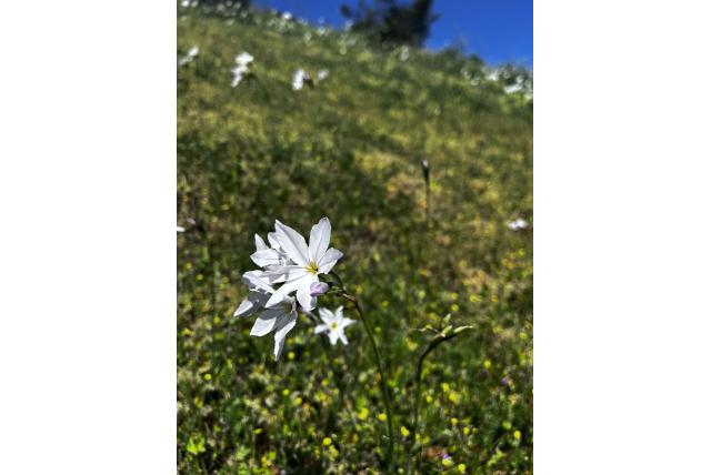 Ixia-achtige Zonneglorie