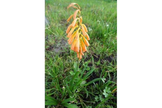 Huislookblad fakkellelie