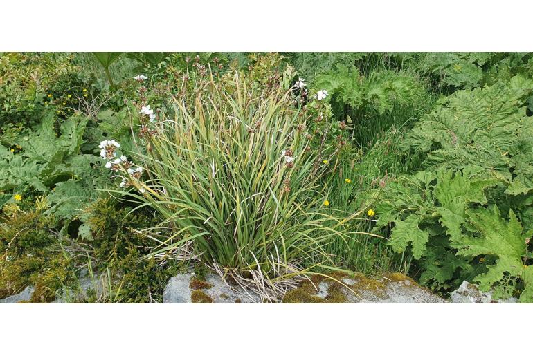 Libertia chilensis -9398