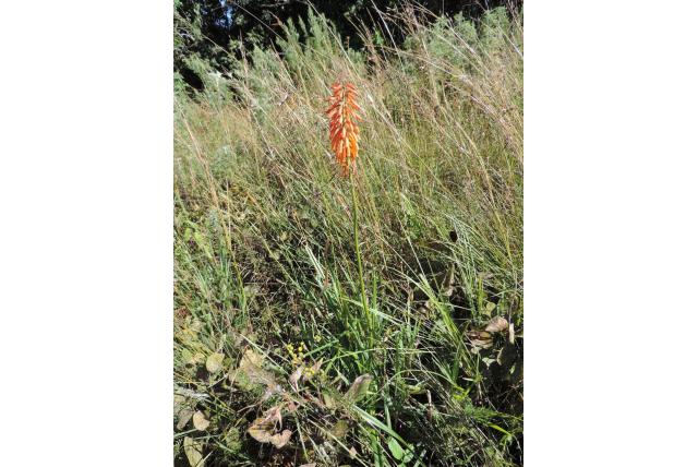 Prince's fakkellelie