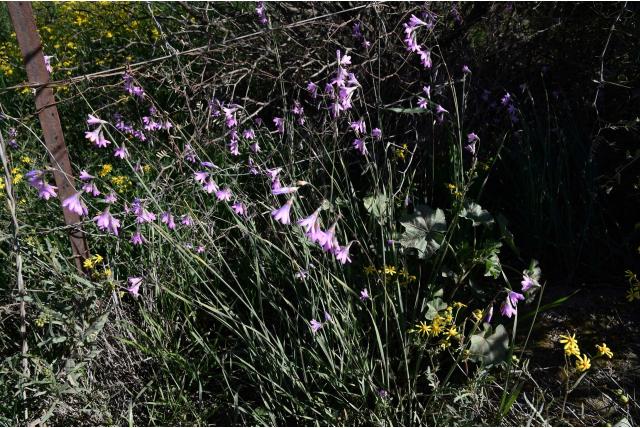 Wortelstengel avondbloem Wortelstengel avondbloem