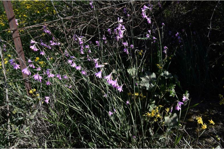 Ixia sobolifera 9409