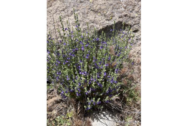 San Luis Potosi glidkruid