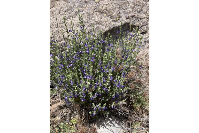 Scutellaria potosina&nbsp;9410