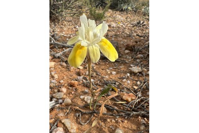 Bolus' moraea