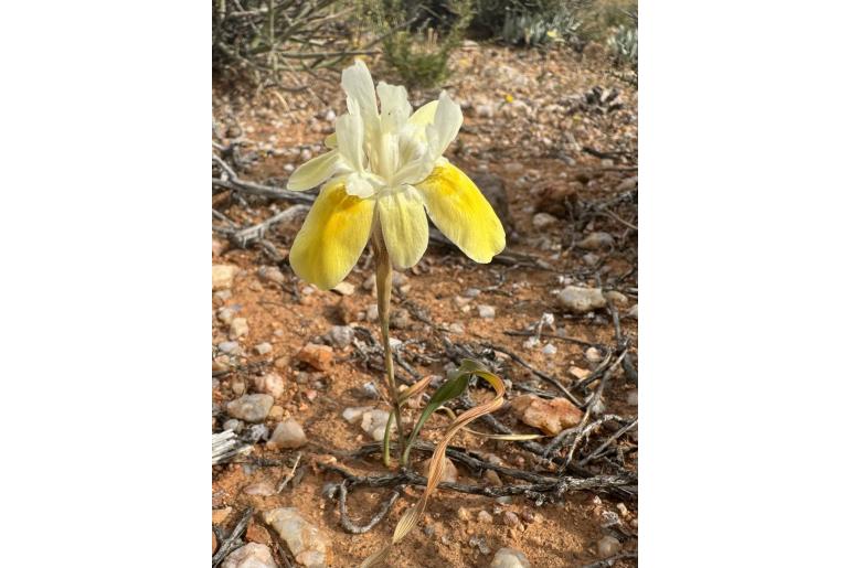 Moraea bolusii 9418