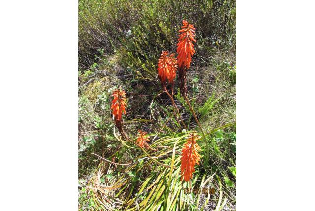 Tafelberg fakkellelie Tafelberg fakkellelie