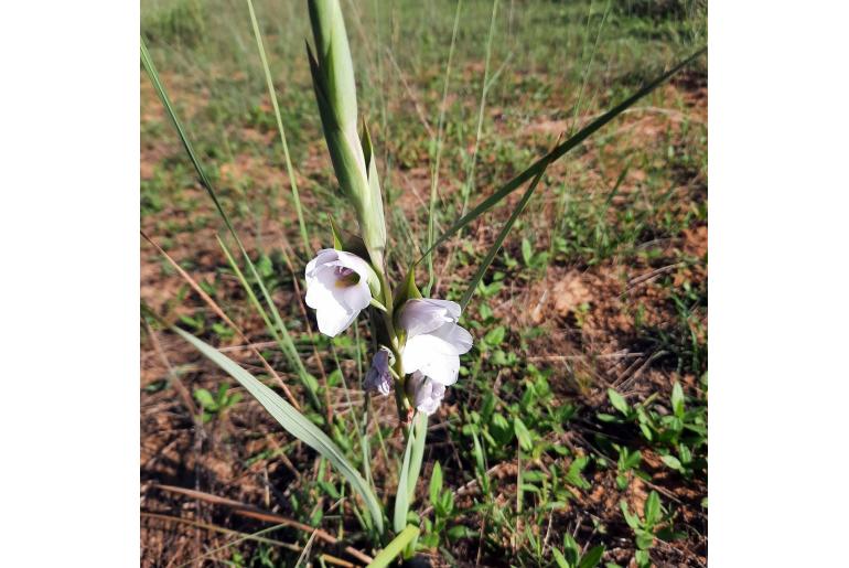 Gladiolus rehmannii 9424