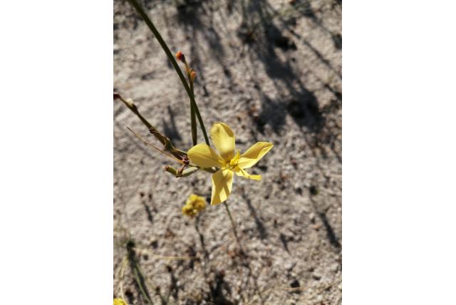 Paraplu moraea