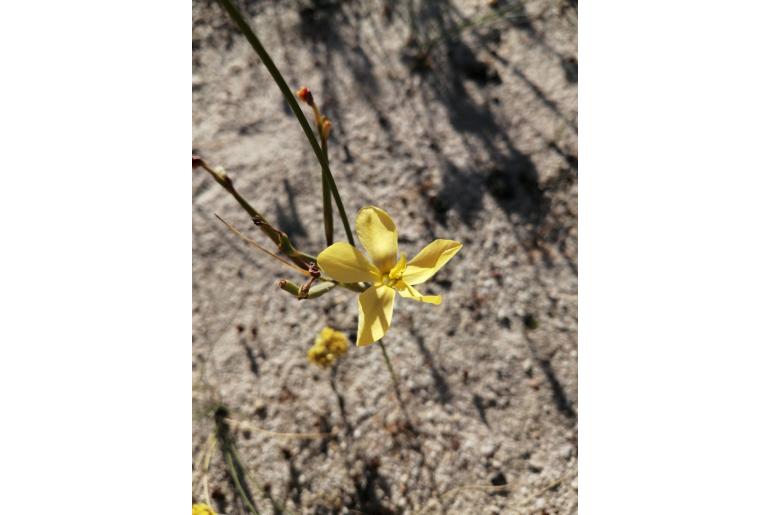 Moraea umbellata 9426