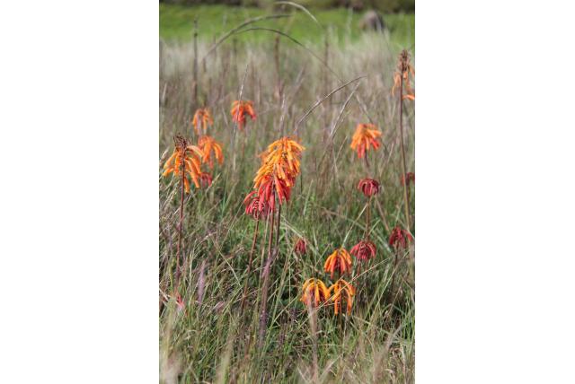 Thomson’s fakkellelie Thomson’s fakkellelie