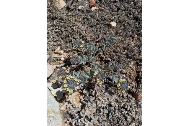 Wigvormige menonvillea