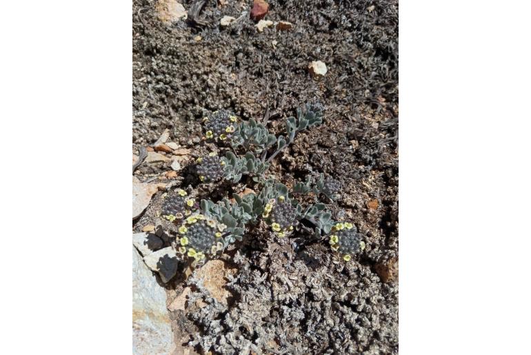 Menonvillea cuneata -9437