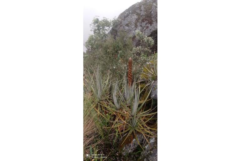 Puya angulonis -9437