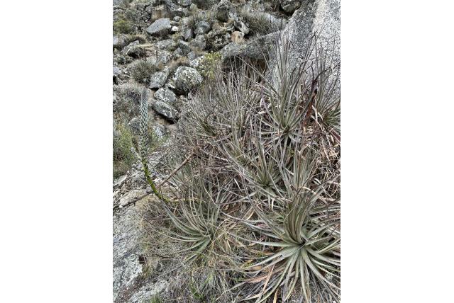 Fijnbladige puya