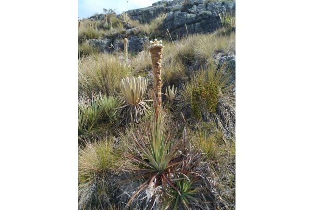 Boyacá puya