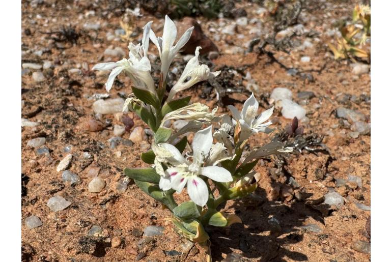 Lapeirousia spinosa -9449