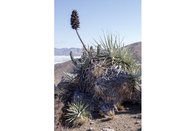 Weddell's puya