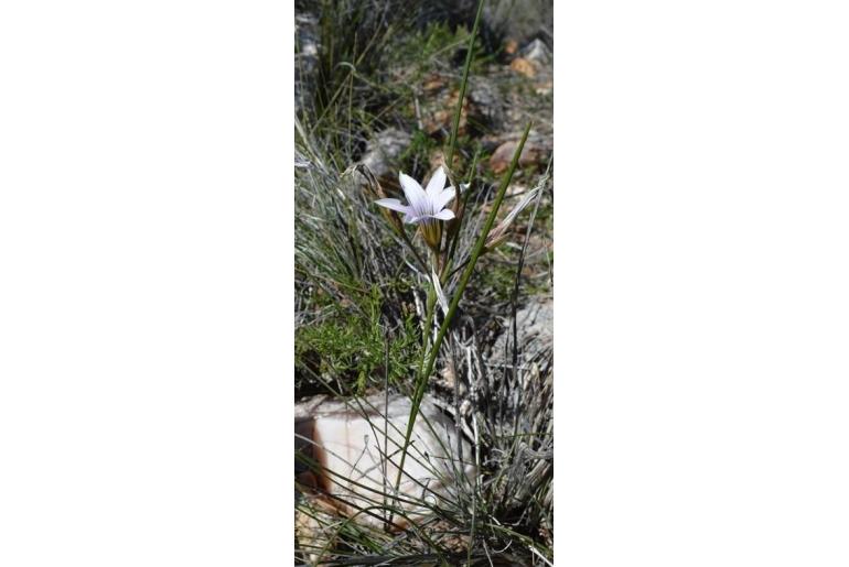 Romulea rupestris 9451