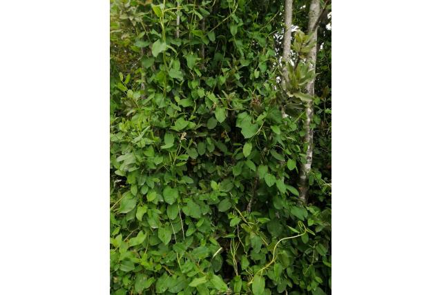 Speervormige Muehlenbeckia