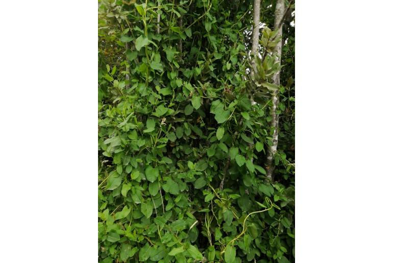 Muehlenbeckia hastulata -9453