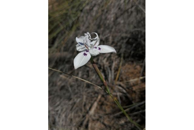 Barker's moraea