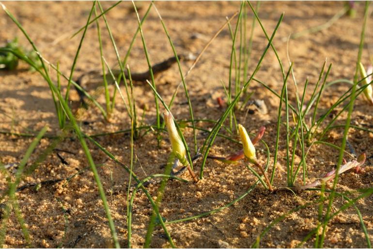 Romulea lutea 9456