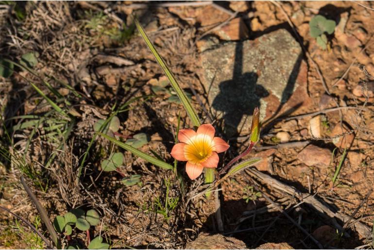 Romulea pilosa 9457