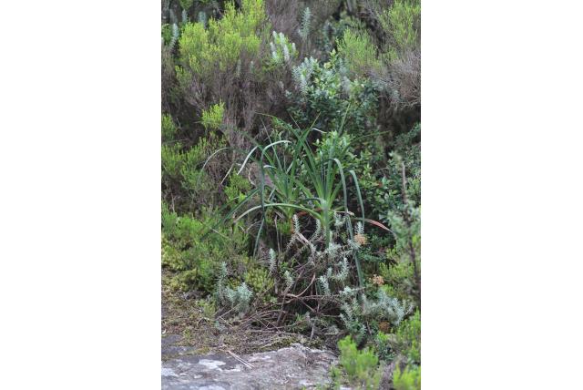 Vandeweghe's fakkellelie Vandeweghe's fakkellelie