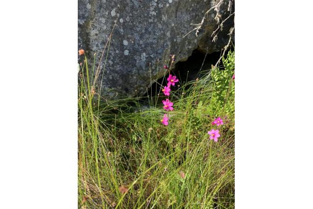 Slanke avondbloem Slanke avondbloem