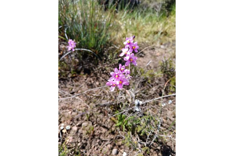 Ixia erubescens 9460