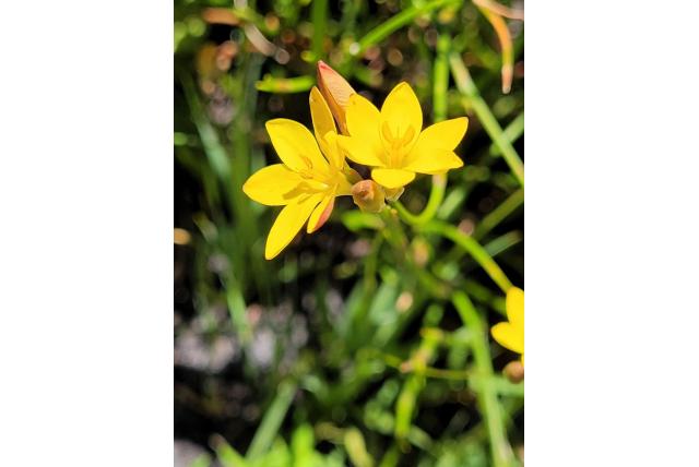 Esterhuysen's avondbloem Esterhuysen's avondbloem