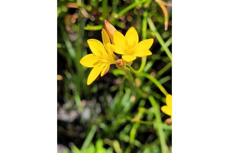 Ixia esterhuyseniae 9461