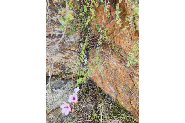 Geschilderde avondbloem Geschilderde avondbloem