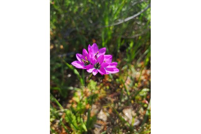 Verduisterd avondbloem Verduisterd avondbloem